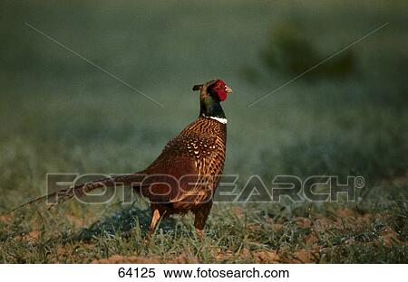 Stock Photography - Pheasant in field, Upper Palatinate, Bavaria, Germany . Fotosearch