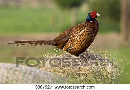 Stock Photo - Pheasant standing on straw crop, Schleswig-Holstein, Germany . Fotosearch