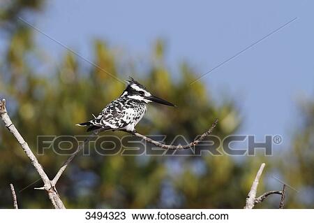Stock Image - Pied Kingfisher, Ceryle rudis, sitting on a branch, Gambia, West Africa, Africa . Fotosearch