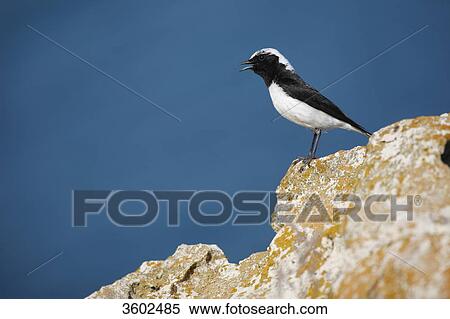 Pied Wheatear (Oenanthe pleschanka) on a rock, Black Sea Coast, Bulgaria View Large Photo Image Stock Photography - Pied Wheatear (Oenanthe pleschanka) on a rock, Black Sea Coast, Bulgaria . Fotosearch