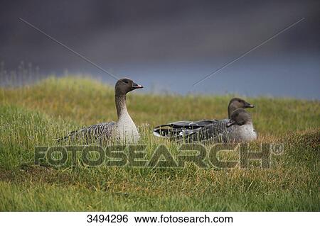 Stock Photograph - Pink-footed Geese, Anser brachyrhynchus, Spitsbergen, Norway, Scandinavia, Europe . Fotosearch