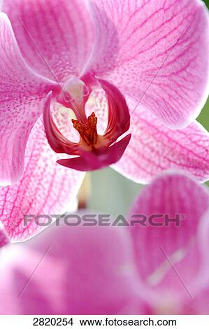 Picture - pink orchid, detail shot . Fotosearch