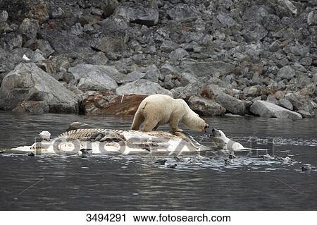 Stock Image - Polar bear, Ursus maritimus, and glaucous gull, Larus hyperboreus, on dead fin whale, Spitsbergen, Norway, Europe . Fotosearch