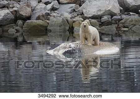 Polar bear, Ursus maritimus, and glaucous gull, Larus hyperboreus, on dead fin whale, Spitsbergen, Norway, Europe View Large Photo Image Stock Image - Polar bear, Ursus maritimus, and glaucous gull, Larus hyperboreus, on dead fin whale, Spitsbergen, Norway, Europe . Fotosearch