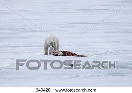 Stock Image - Polar bear, Ursus maritimus, eating dead polar bear, spitsbergen, Norway, Europe . Fotosearch