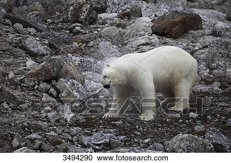 Polar bear, Ursus maritimus, shaking off water, Spitsbergen, Norway, Europe View Large Photo Image Stock Image - Polar bear, Ursus maritimus, shaking off water, Spitsbergen, Norway, Europe . Fotosearch