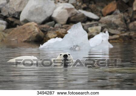 Stock Photo - Polar bear, Ursus maritimus, swimming in water, Spitsbergen, Norway, Europe . Fotosearch