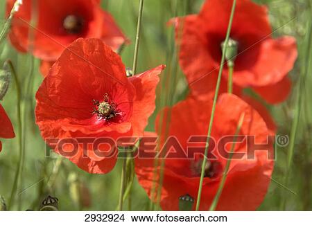 poppy field, close-up View Large Photo Image Picture - poppy field, close-up . Fotosearch