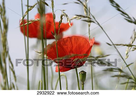 poppy field, close-up View Large Photo Image Stock Image - poppy field, close-up . Fotosearch