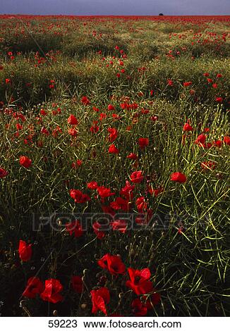 Poppy flowers blooming in field, Kent, England View Large Photo Image Stock Image - Poppy flowers blooming in field, Kent, England . Fotosearch
