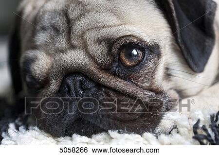 Pug, close-up View Large Photo Image Stock Photograph - Pug, close-up . Fotosearch
