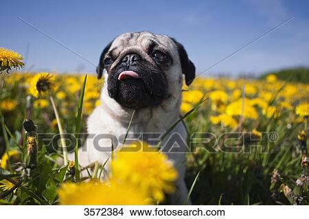 Pug in dandelion meadow, closeup View Large Photo Image Picture - Pug in dandelion meadow, closeup . Fotosearch