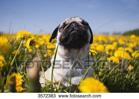 Pug in dandelion meadow, closeup View Large Photo Image Stock Image - Pug in dandelion meadow, closeup . Fotosearch