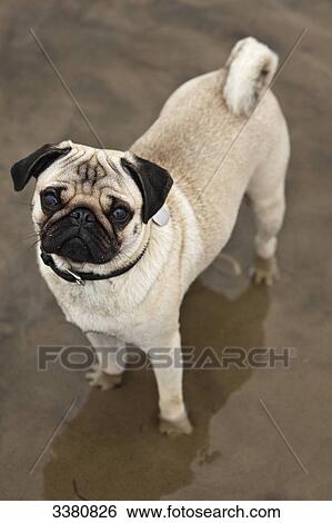 Pug in water View Large Photo Image Stock Photograph - Pug in water . Fotosearch