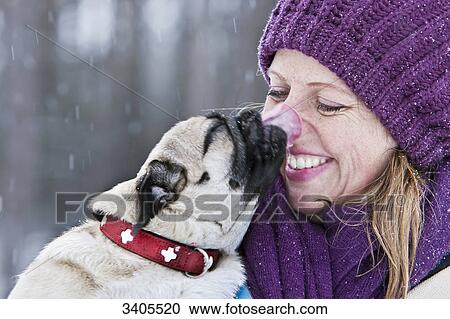 Pug licking the nose of a woman, close-up View Large Photo Image Stock Image - Pug licking the nose of a woman, close-up . Fotosearch