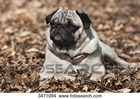 Pug lying in leaves View Large Photo Image Picture - Pug lying in leaves . Fotosearch