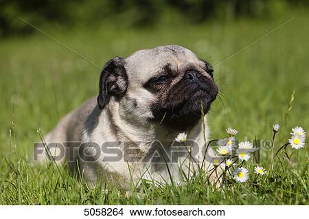 Picture - Pug lying on meadow . Fotosearch