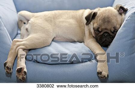 Pug, pug, sleeping in chair View Large Photo Image Stock Image - Pug, pug, sleeping in chair . Fotosearch