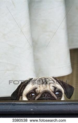 Stock Photo - Pug puppy behind window . Fotosearch