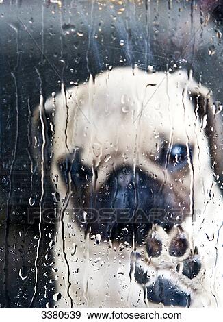 Stock Photo - Pug puppy behind window . Fotosearch