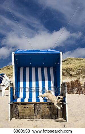 Pug puppy jumping out of beach chair, Sylt, Schleswig-Holstein, Germany View Large Photo Image Stock Image - Pug puppy jumping out of beach chair, Sylt, Schleswig-Holstein, Germany . Fotosearch