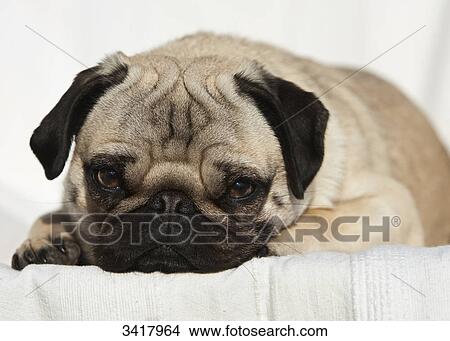 Picture - Pug puppy lookign at camera, portrait . Fotosearch