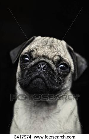 Picture - Pug puppy lookign at camera, portrait . Fotosearch