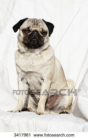 Pug puppy lookign at camera, portrait View Large Photo Image Stock Image - Pug puppy lookign at camera, portrait . Fotosearch