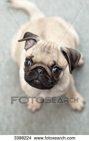 Picture - Pug puppy looking at camera, portrait . Fotosearch
