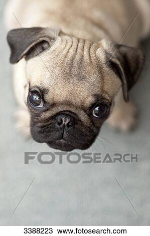Stock Image - Pug puppy looking at camera, portrait . Fotosearch