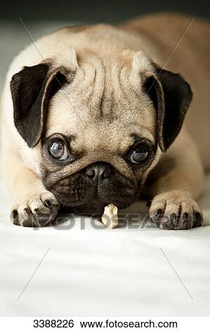 Stock Photograph - Pug puppy looking at camera, portrait . Fotosearch