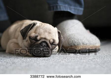 Pug puppy lying on carpet View Large Photo Image Stock Image - Pug puppy lying on carpet . Fotosearch