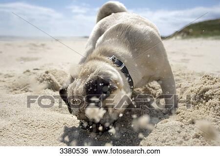 Pug puppy playing at beach, Sylt, Schleswig-Holstein, Germany View Large Photo Image Stock Photograph - Pug puppy playing at beach, Sylt, Schleswig-Holstein, Germany . Fotosearch
