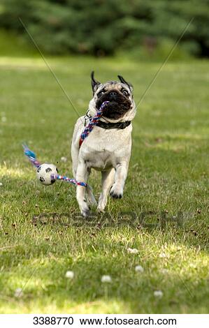 Pug puppy playing with ball in garden View Large Photo Image Stock Image - Pug puppy playing with ball in garden . Fotosearch