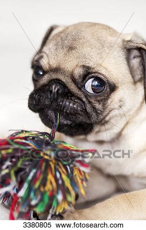 Stock Photography - Pug, puppy, playing with ball of wool . Fotosearch