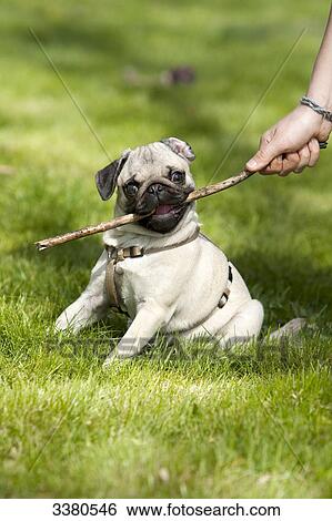 Stock Photograph - Pug puppy playing with stick . Fotosearch