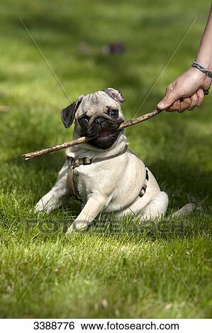 Stock Photograph - Pug puppy playing with wood . Fotosearch