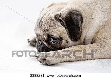 Pug puppy, portrait View Large Photo Image Stock Image - Pug puppy, portrait . Fotosearch