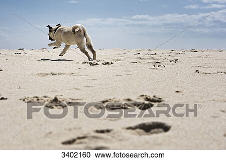 Stock Image - Pug puppy running at beach, Sylt, Schleswig-Holstein, Germany . Fotosearch