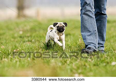 Pug puppy running beside man over meadow View Large Photo Image Picture - Pug puppy running beside man over meadow . Fotosearch
