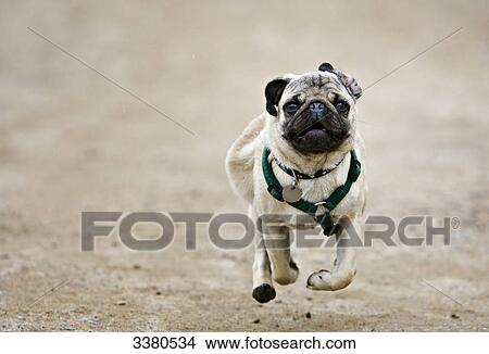 Picture - Pug puppy running . Fotosearch