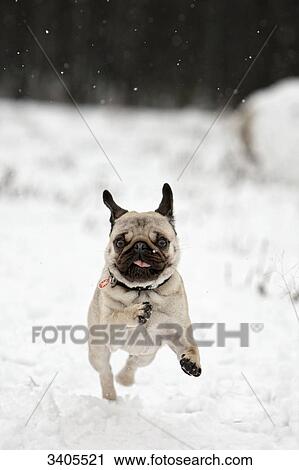 Pug puppy running through snow, front view View Large Photo Image Stock Image - Pug puppy running through snow, front view . Fotosearch