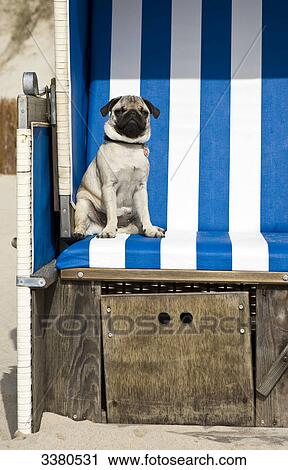 Stock Image - Pug puppy sitting in beach chair, Sylt, Schleswig-Holstein, Germany . Fotosearch