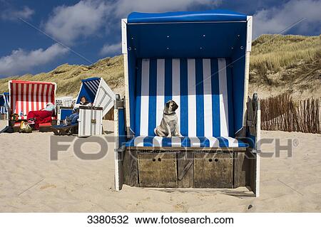 Pug puppy sitting in beach chair, Sylt, Schleswig-Holstein, Germany View Large Photo Image Stock Image - Pug puppy sitting in beach chair, Sylt, Schleswig-Holstein, Germany . Fotosearch