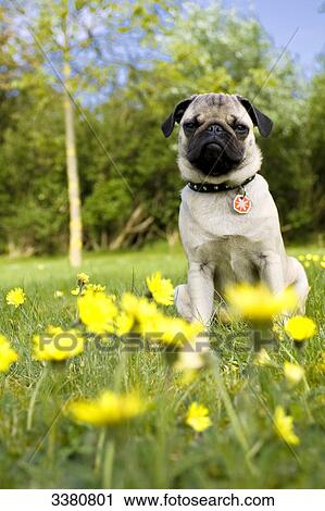 Pug puppy sitting on meadow View Large Photo Image Stock Image - Pug puppy sitting on meadow . Fotosearch