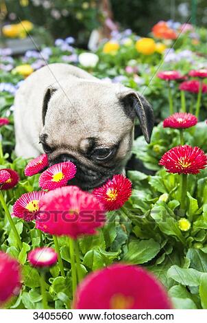 Stock Image - Pug puppy sniffling flowers, close-up . Fotosearch
