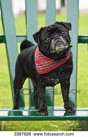 Pug puppy with scarf standing on garden chair, Close-up View Large Photo Image Stock Photo - Pug puppy with scarf standing on garden chair, Close-up . Fotosearch
