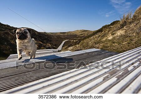 Stock Photograph - Pug running on boardwalk, Sylt, Germany . Fotosearch