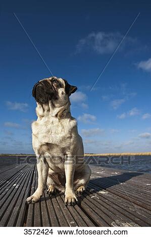 Pug sitting on jetty View Large Photo Image Picture - Pug sitting on jetty . Fotosearch