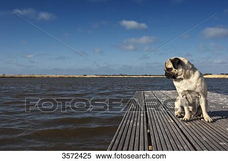 Pug sitting on jetty View Large Photo Image Stock Photography - Pug sitting on jetty . Fotosearch